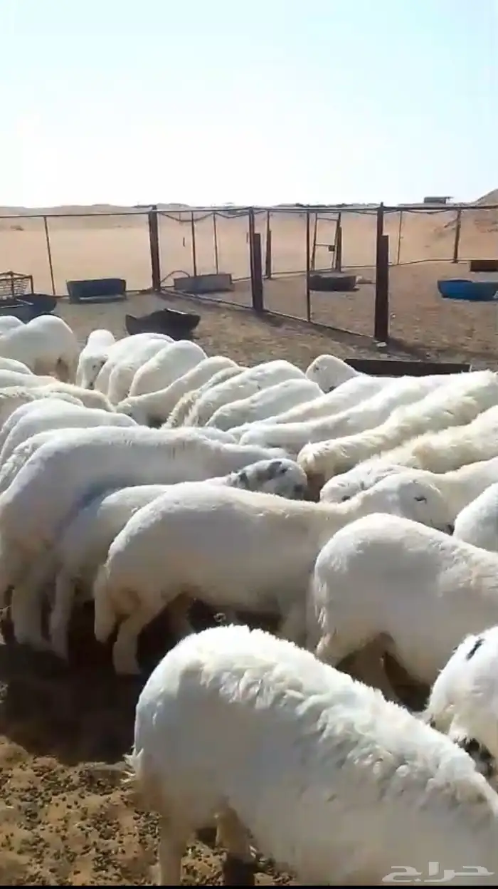 خرفان للبيع 0