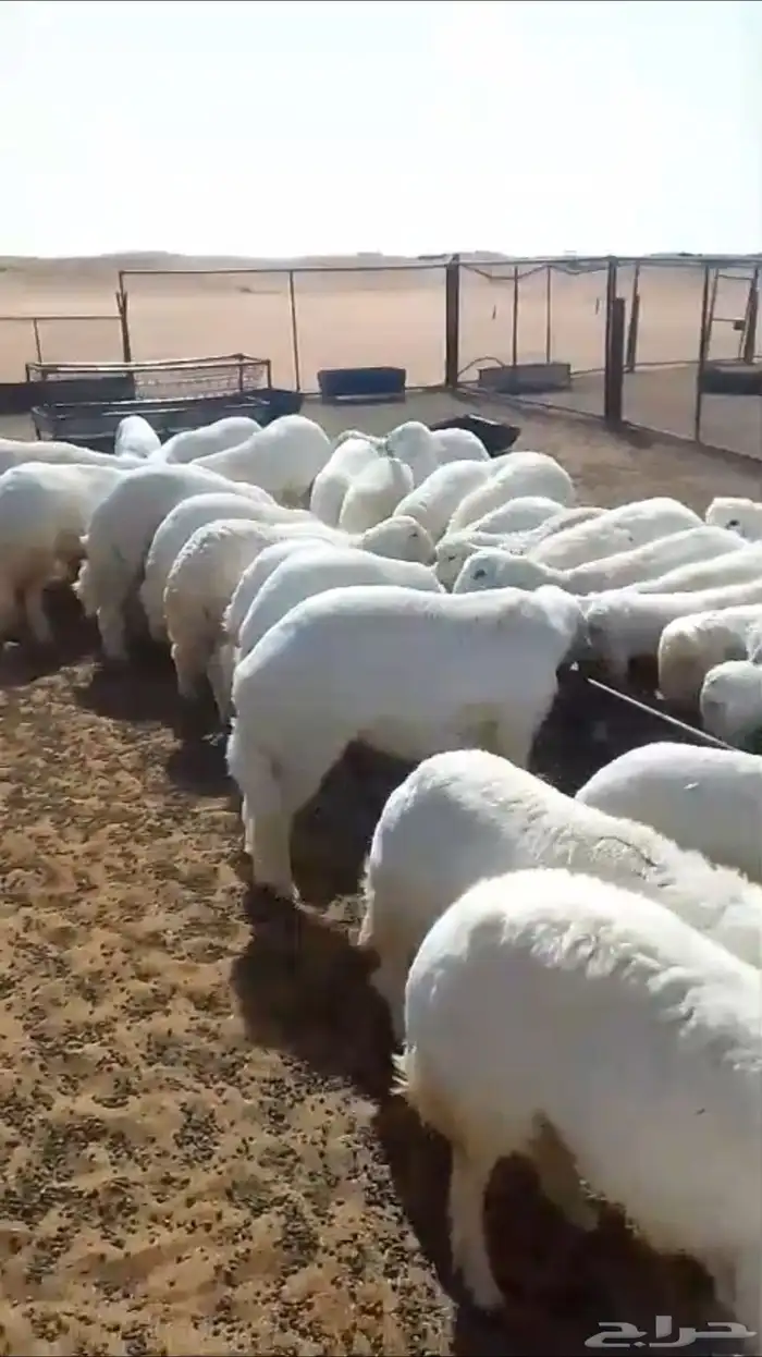 خرفان للبيع 1