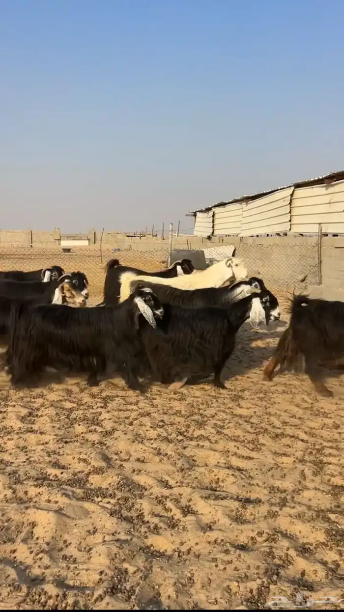 معزا عوارض دفيع فيها ثنتين شق 4