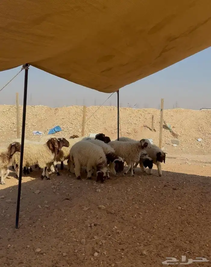 خرفان نعيمي بلدي مربوط يصلح لجميع المناسبات 0
