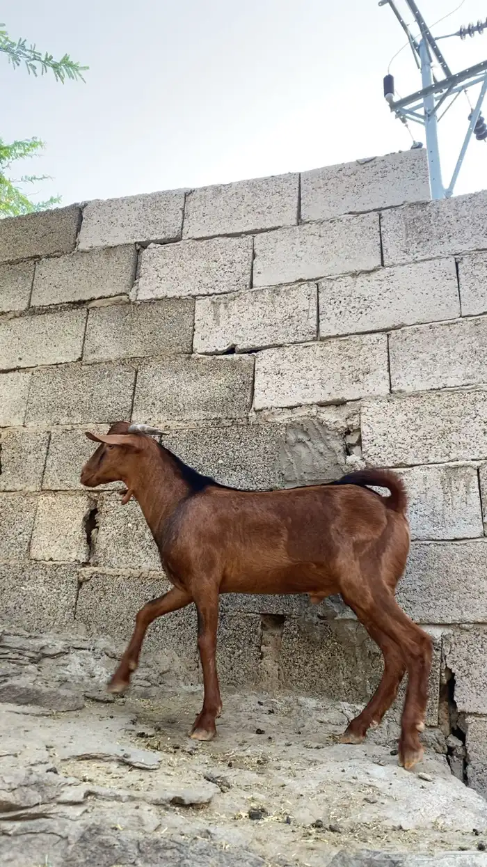 تيس ادهم بلدي 2