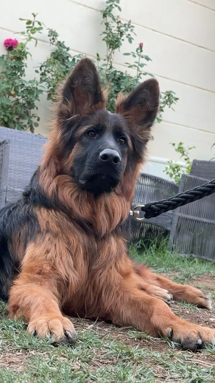 كلب جيرمن شيبرد 1