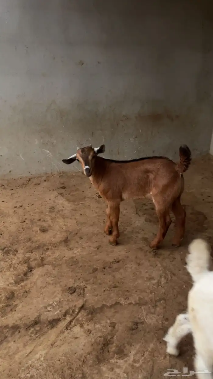 بسم الله الرحمن الرحيم بهم للبيع العم اقل من شهر سمان ونظاف 0