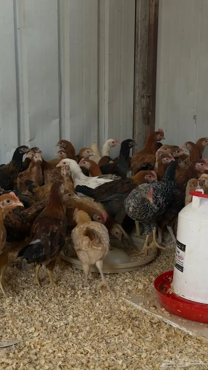 153 فرخ دجاج للبيع 2