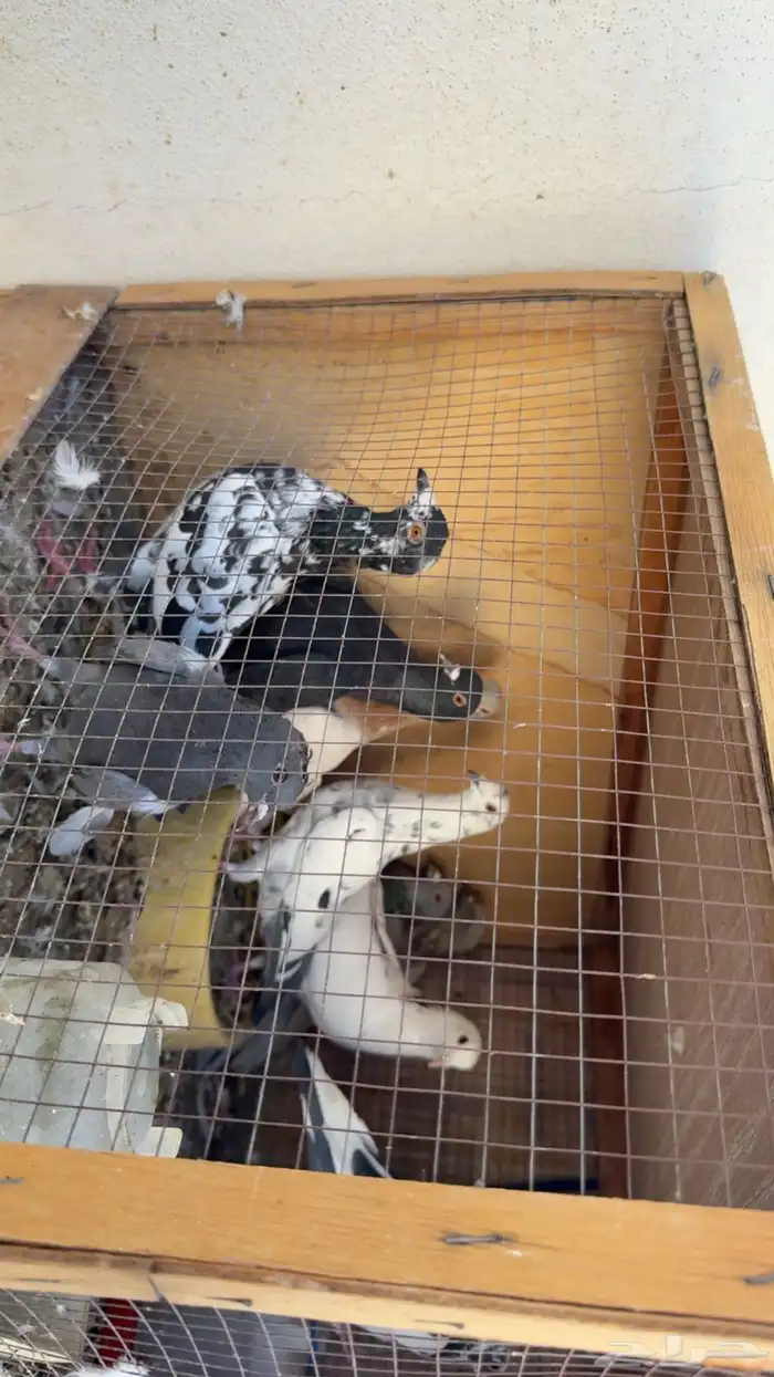 حمام مشكل عدد 9 4