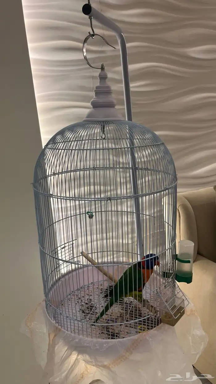 ببغاء لوري اليف (((متكلم))) 1