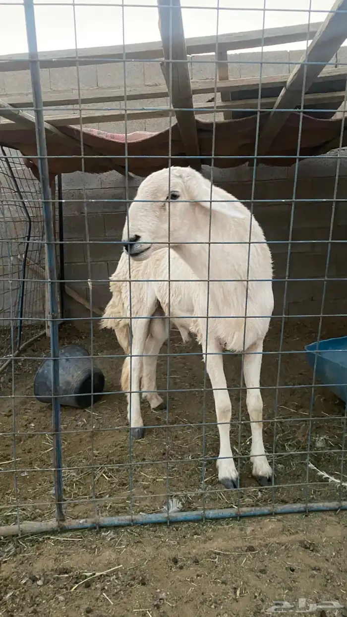 خروف حري فحل ثني او بداية رباع شرط 2