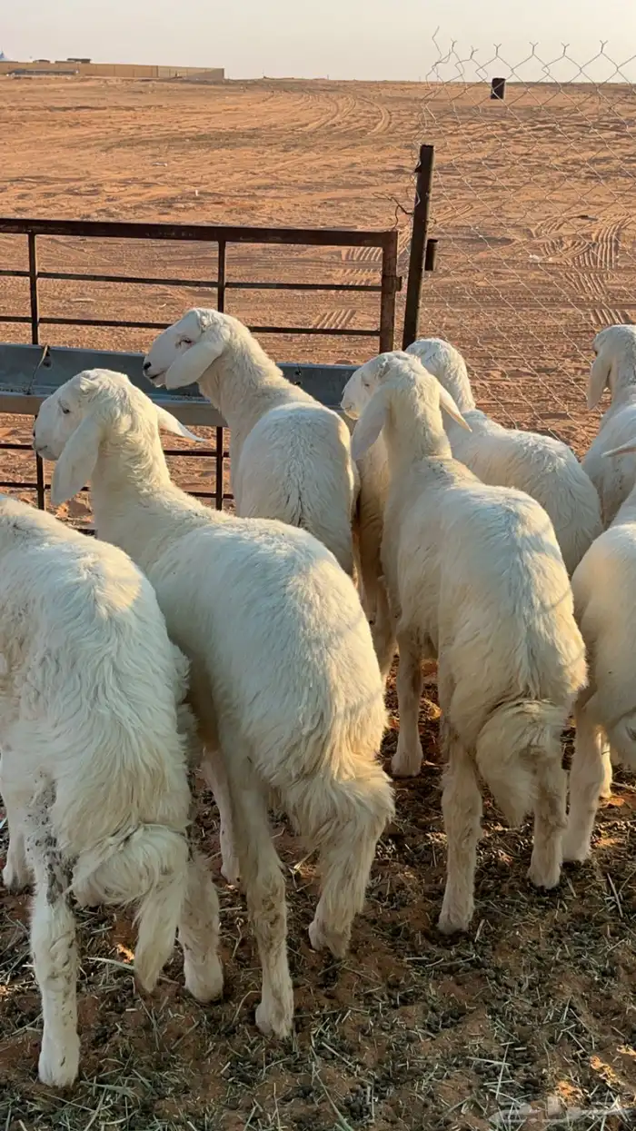 خرفان حريات 4