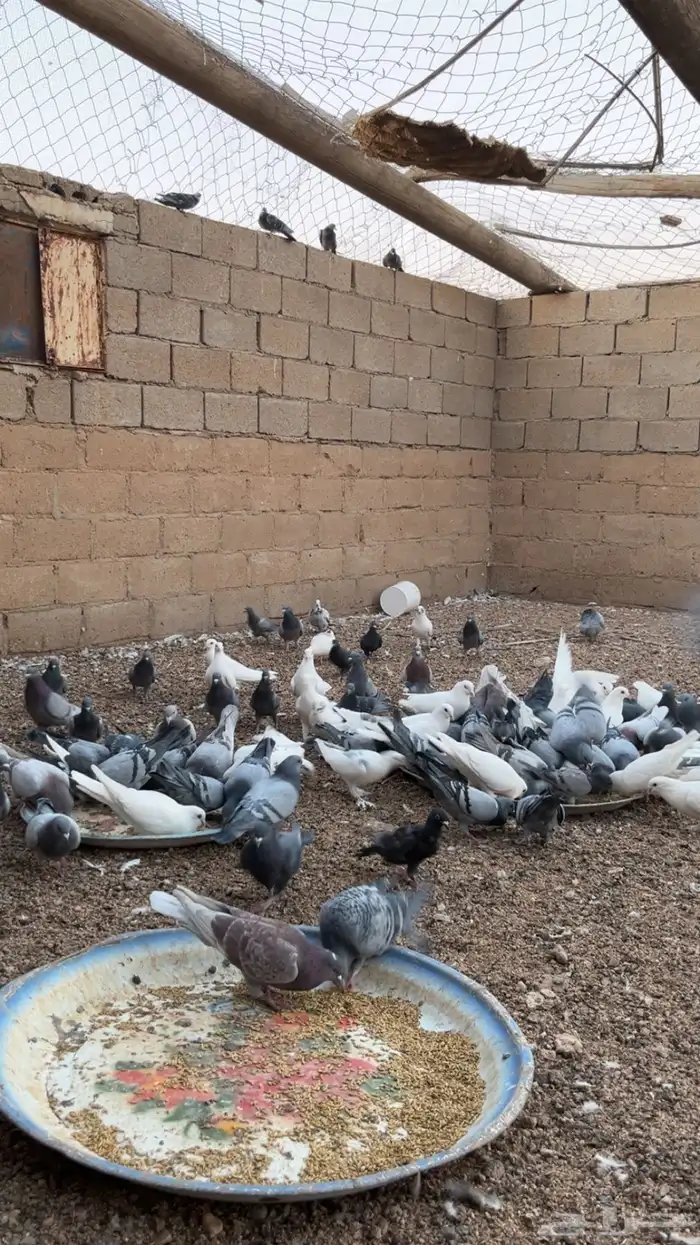 حمام زاجل وفرنسي 2