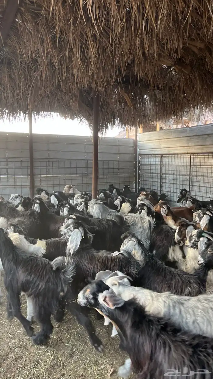 تيوس جبره ذبائح مخاصي جادعان 3