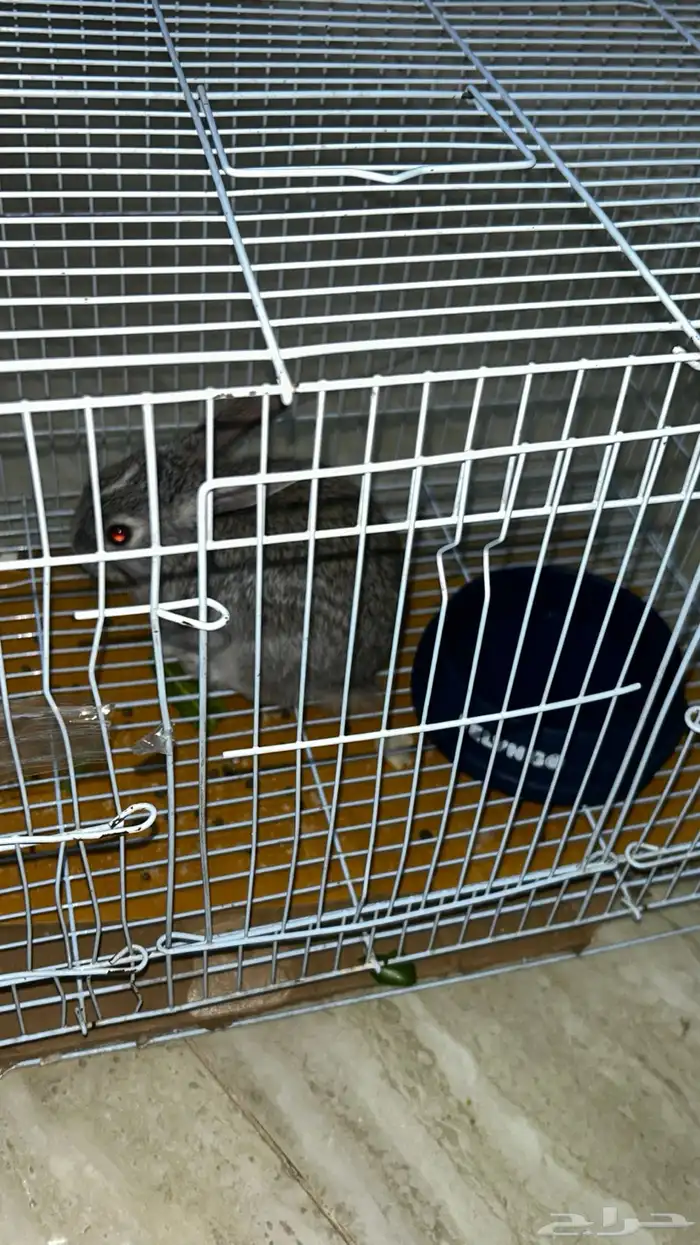 ارنب بلدي العمر 3 شهور لعوب للبيع مع اغراضه واكله كامل 0