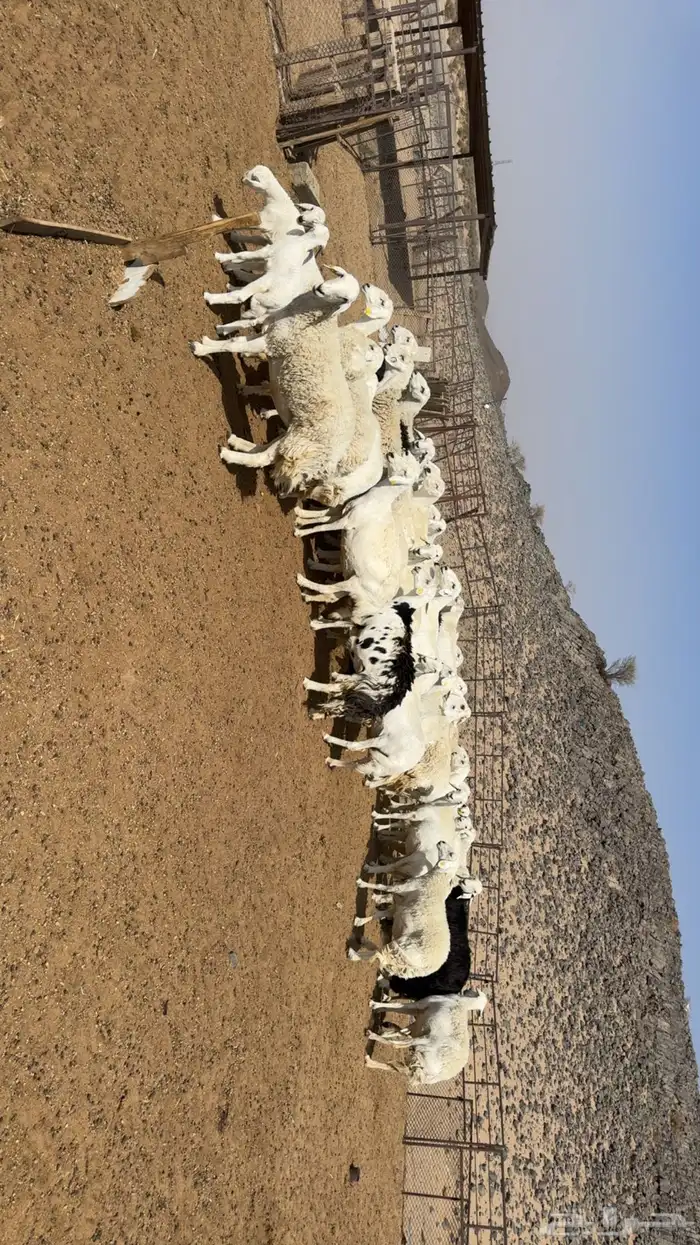 غنم مراح حصيب ودفيع فحص سونار 0