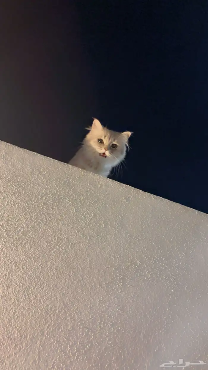 قط ضايع بالعزيزيه 0