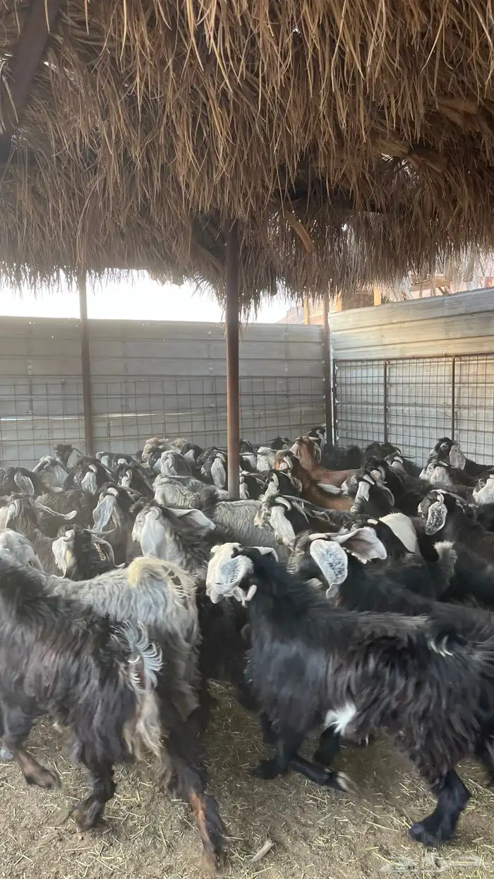 تيوس جبره ذبائح مخاصي جادعان 2