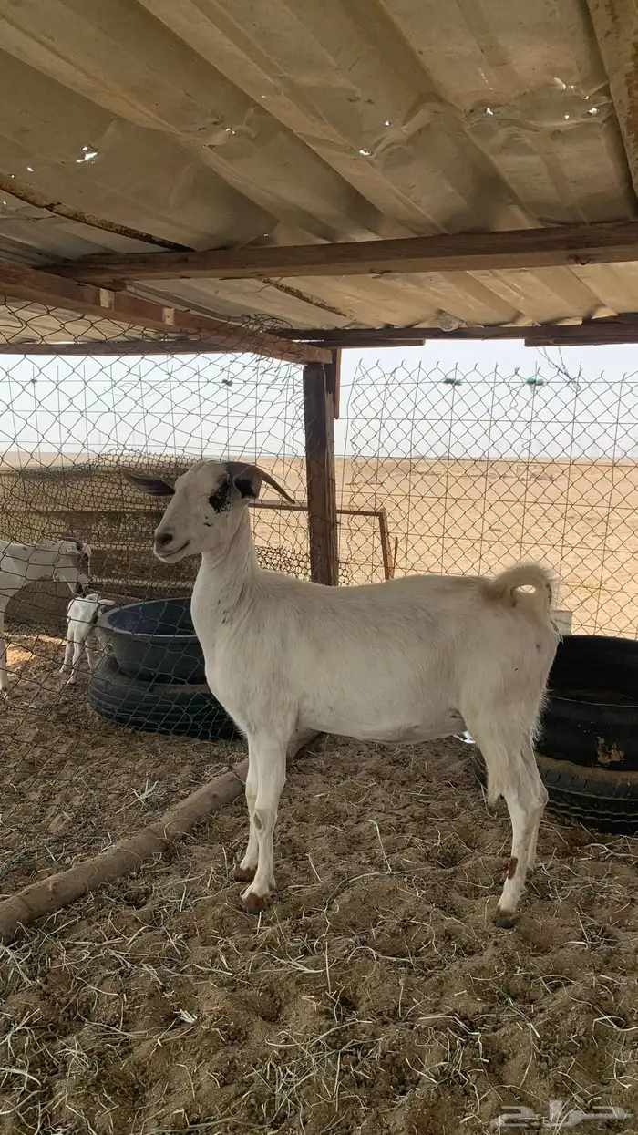 معزا بيشيات مراح واحد دفيع و ولد 11