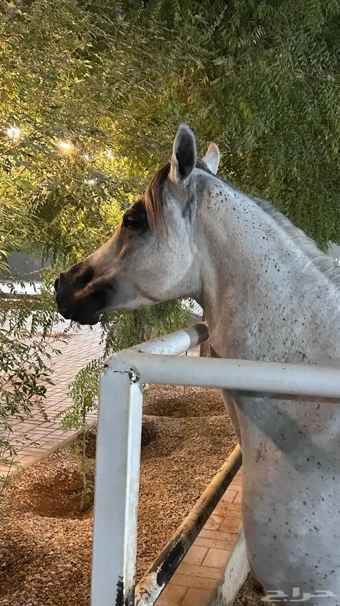 حلاق خيل جمال جسم 0