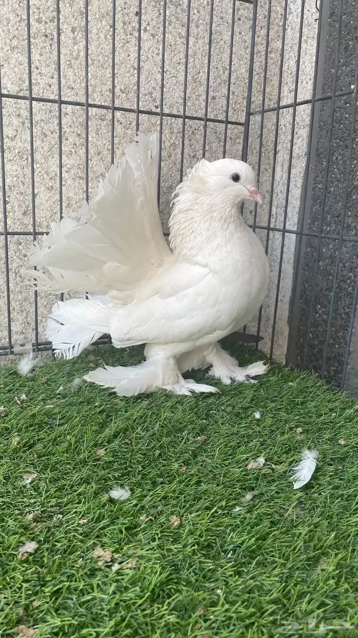 هزازي و أناثي أتراك . 11