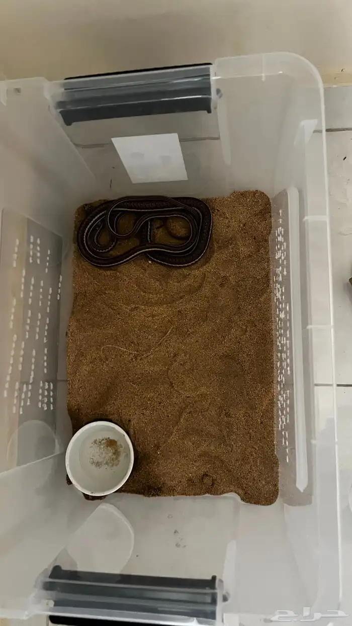 ثعبان الليف 1