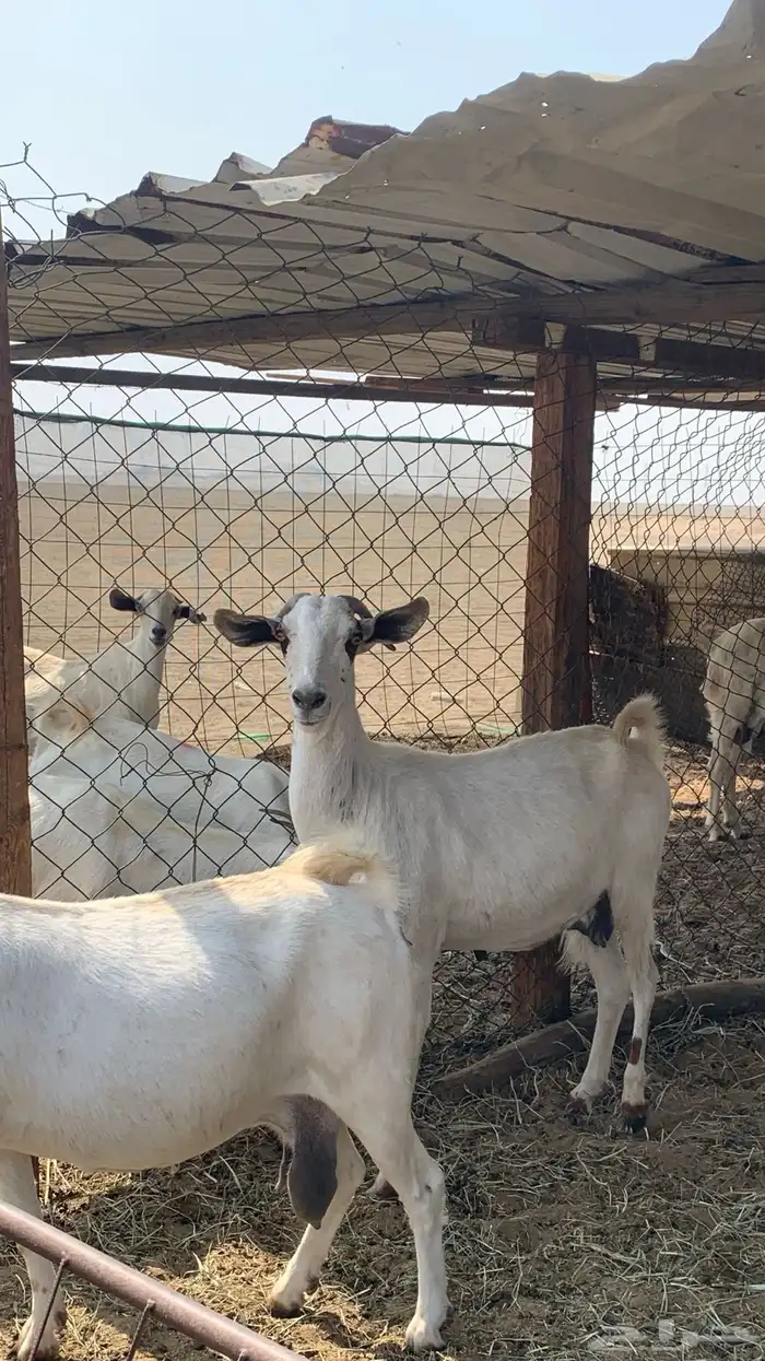 معزا بيشيات مراح واحد دفيع و ولد 2