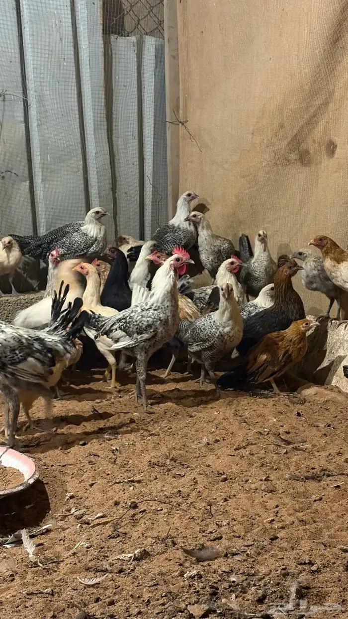 دجاج بشاير 3