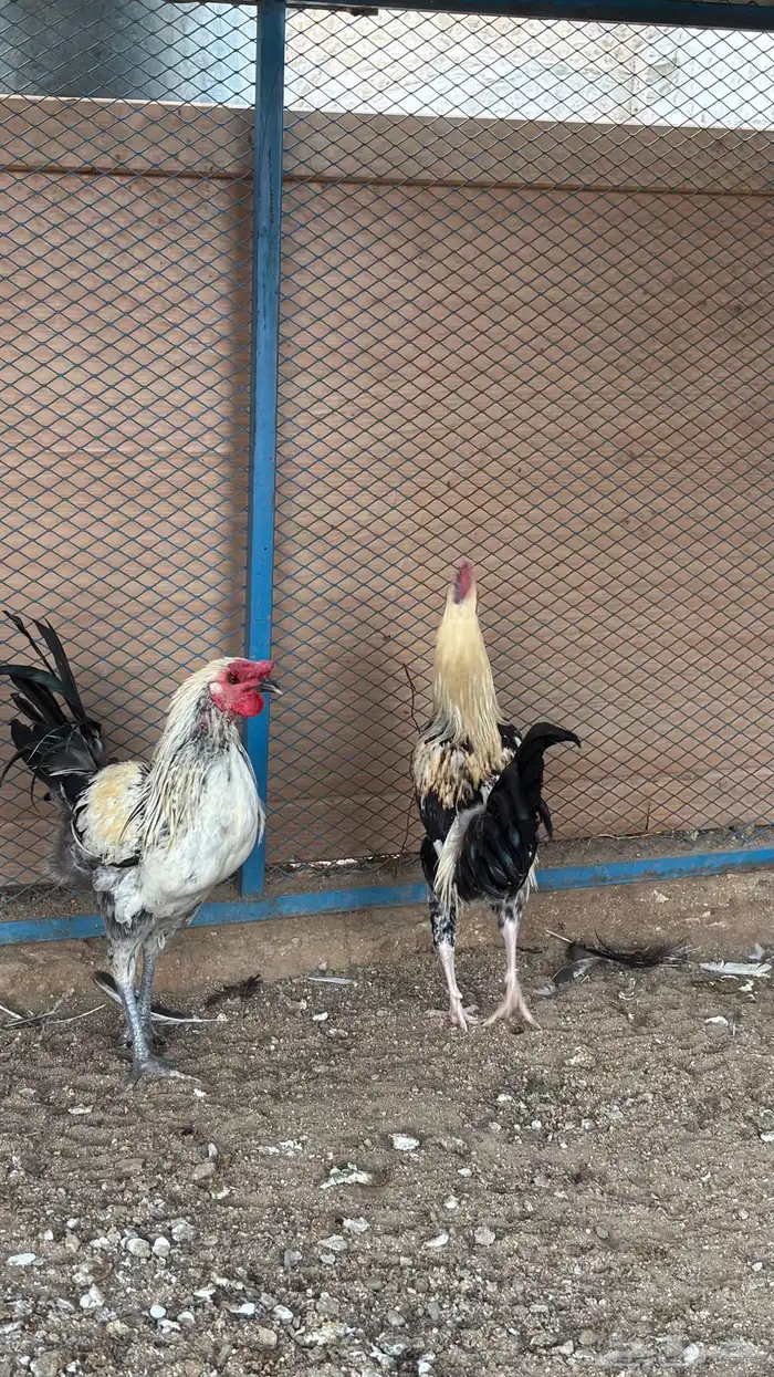 ديوك بلديه 3