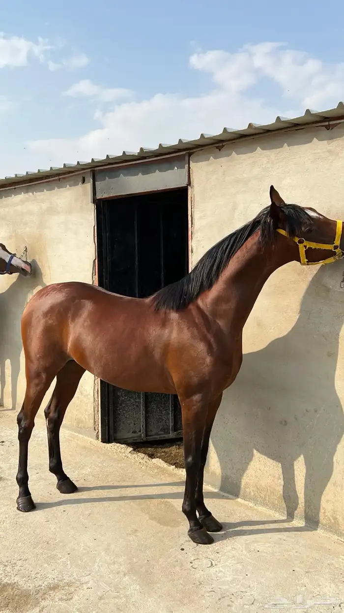 حصان واهو للبيع 1