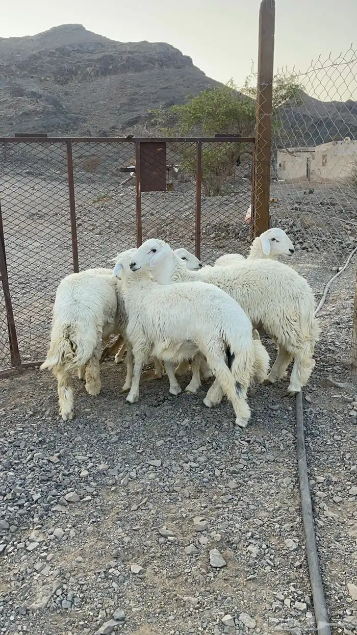 ( تم البيع )طليان حريات فاخره 6