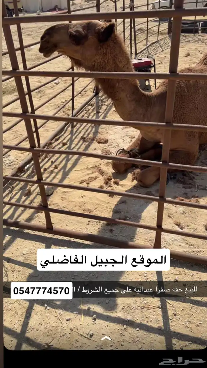 بكره صفرا شعلا 2