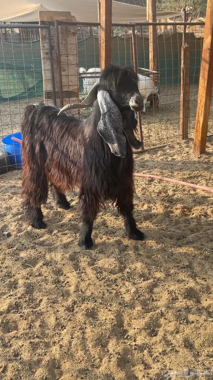 فحل عارضي رباع 1