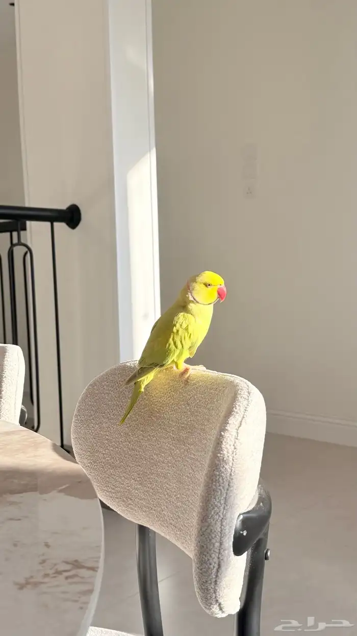 ببغاء ناطق 1