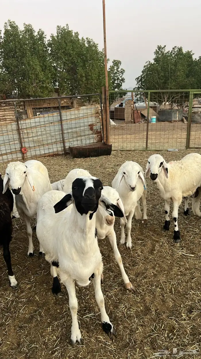 طليان سواكن للبيع 0