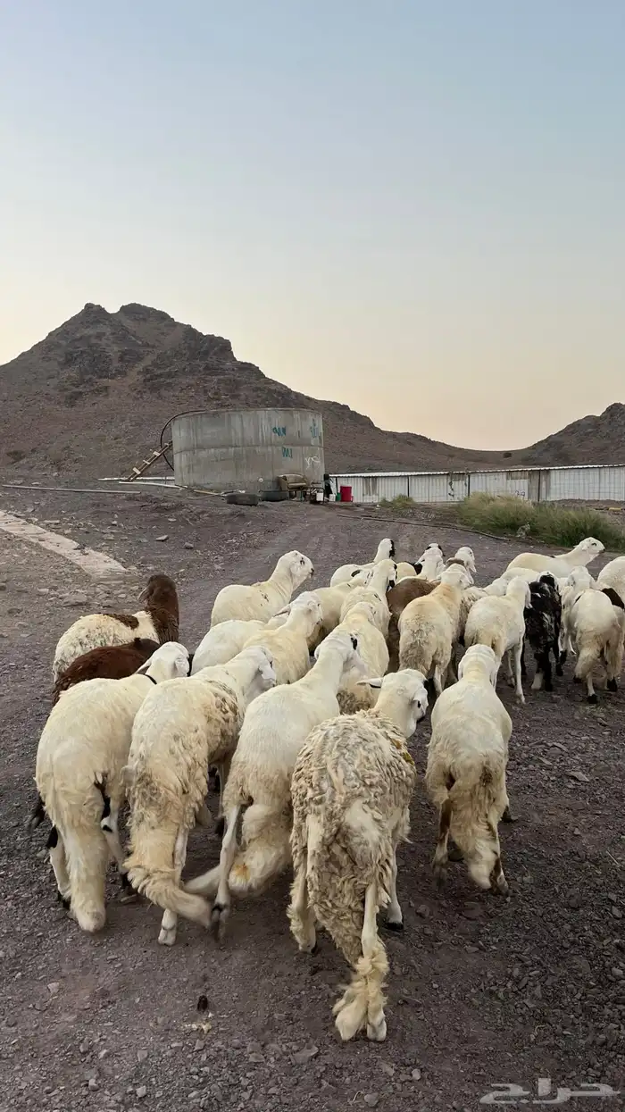 طليان سواكن شبيه الحرب مرابى جادعان مرابى 14