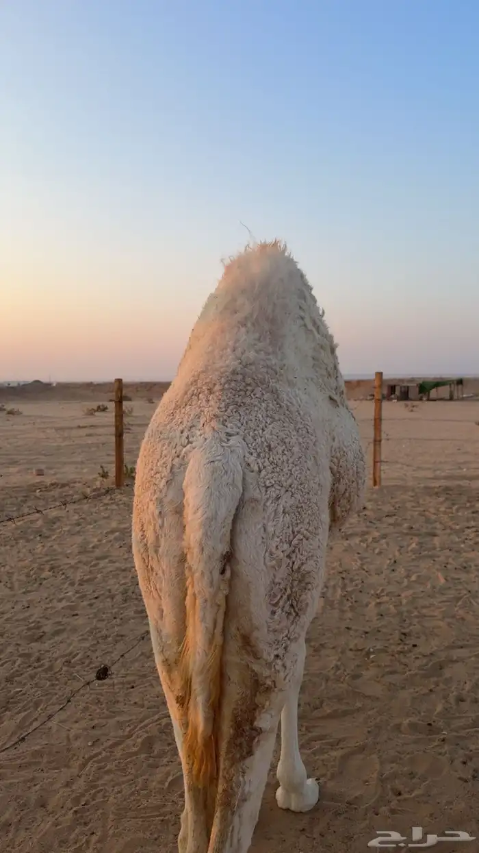 بكره فل شحم 1