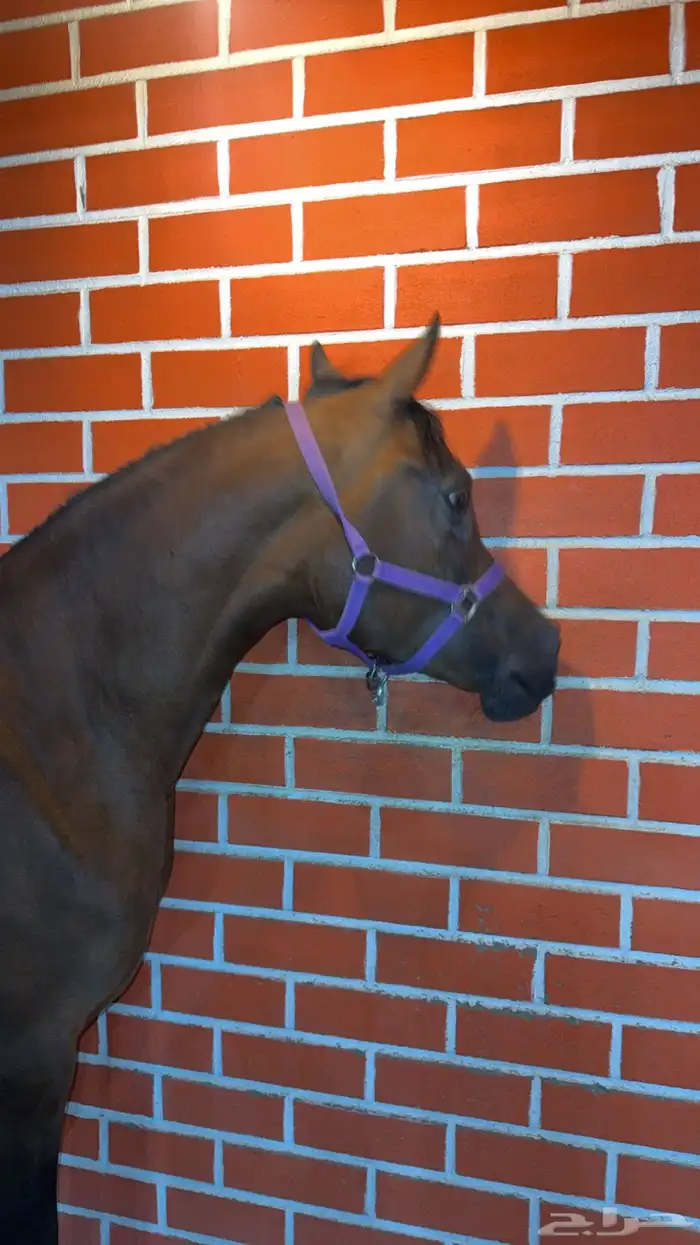 فرس مكس واهو مع مهر 2