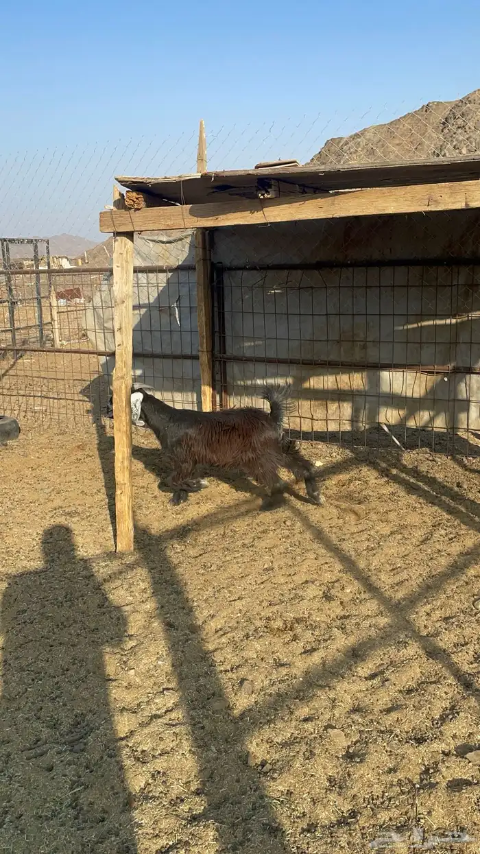 جفره عارضيه طيبه بالحيل(تم البيع) 8