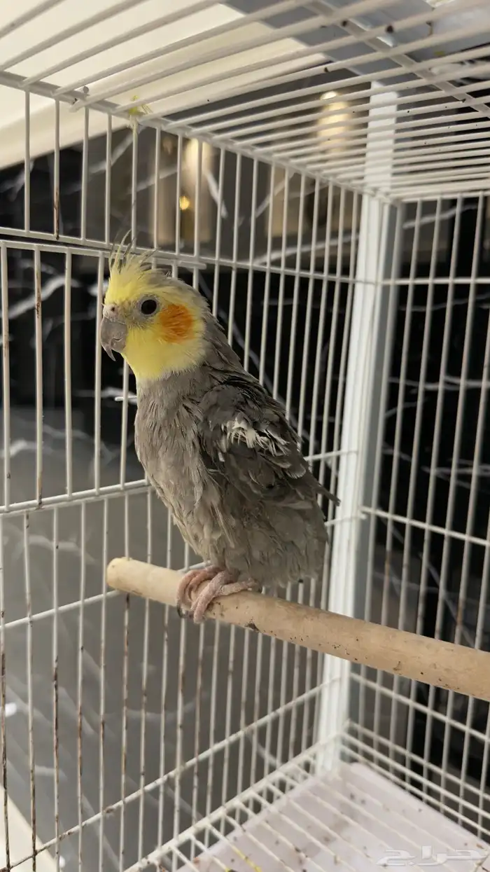 كروان للبيع 0