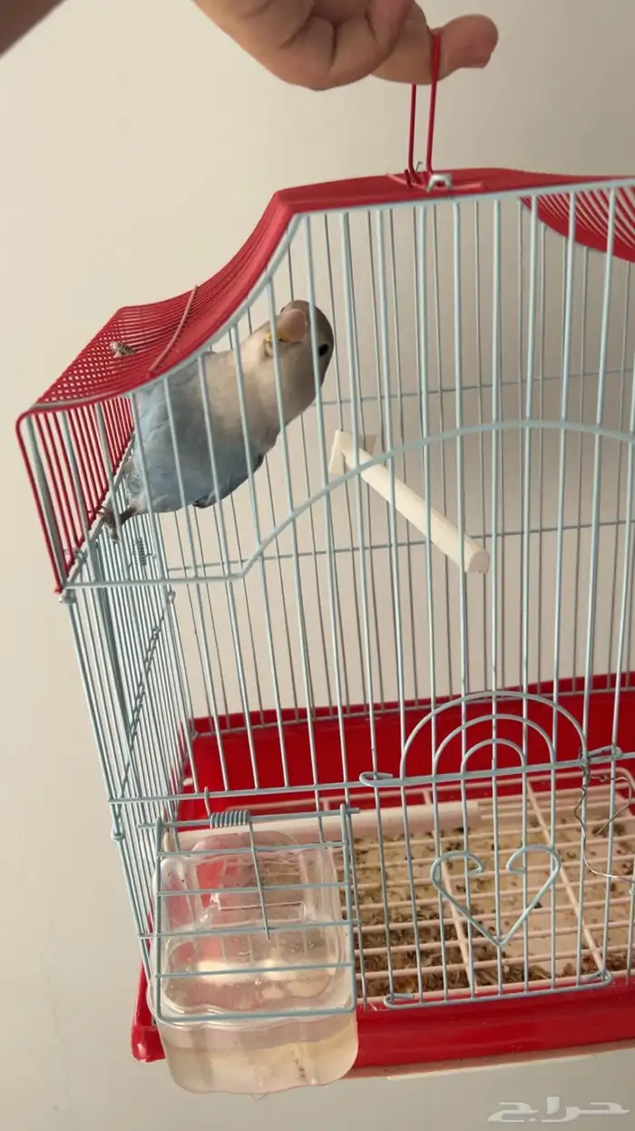 روز اليف ( تم البيع) 5