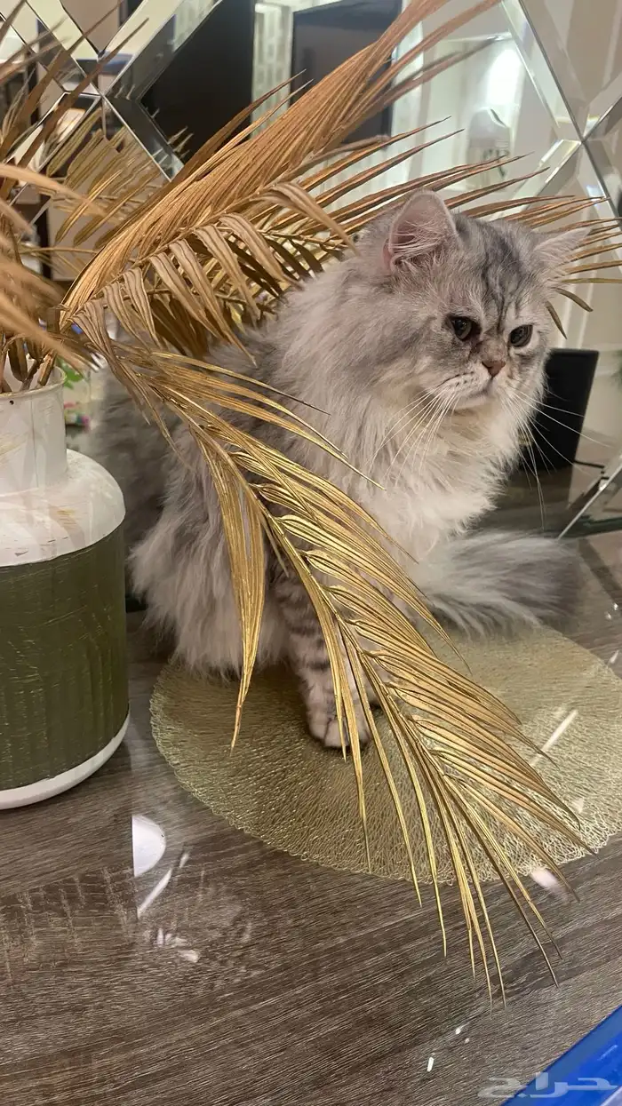 قط ذكر للتزاوج 1