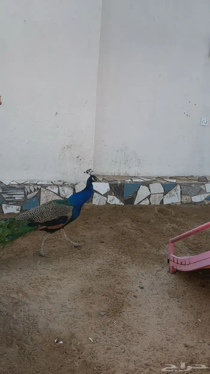 زوج طاوؤس ذكر وانثى العمر كبيره ونظيفه ولا يجي الا صامل 0