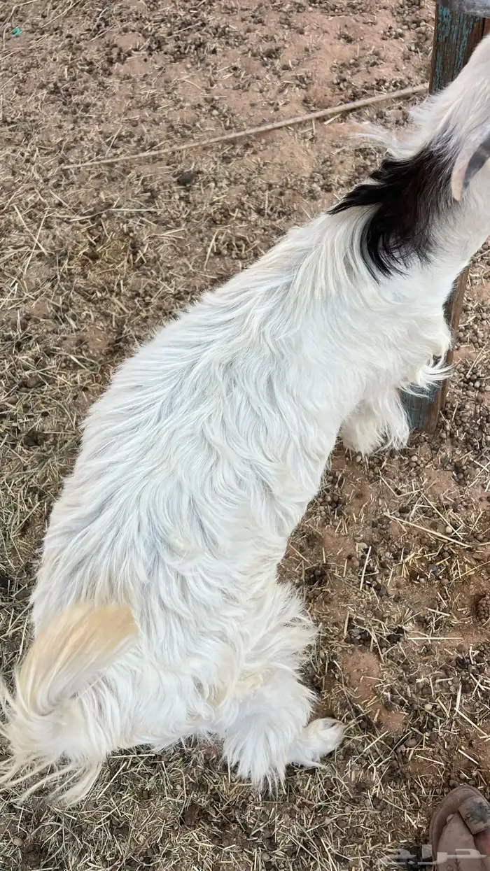 تيس لبيع اللي يوقف عليه الله يبارك له طيب اتيس الموقع الخرج 2