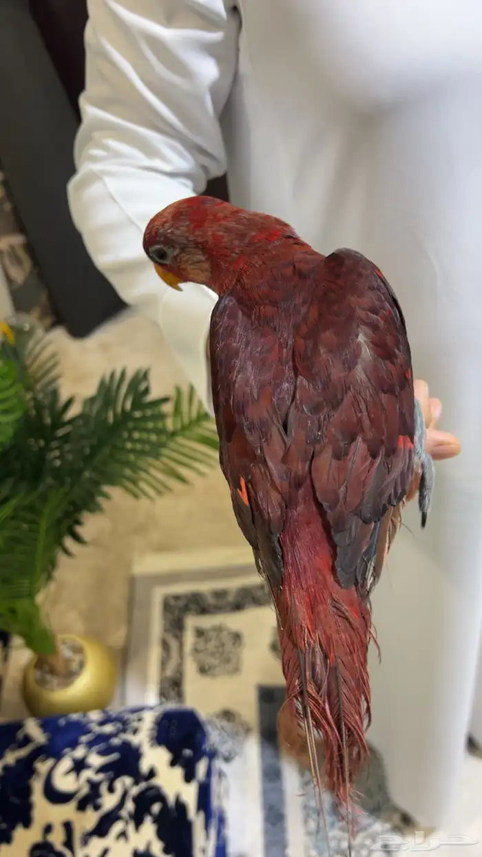 لوري كاردينال 2