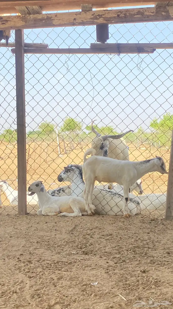 اثنين تيوس مشاريع 30