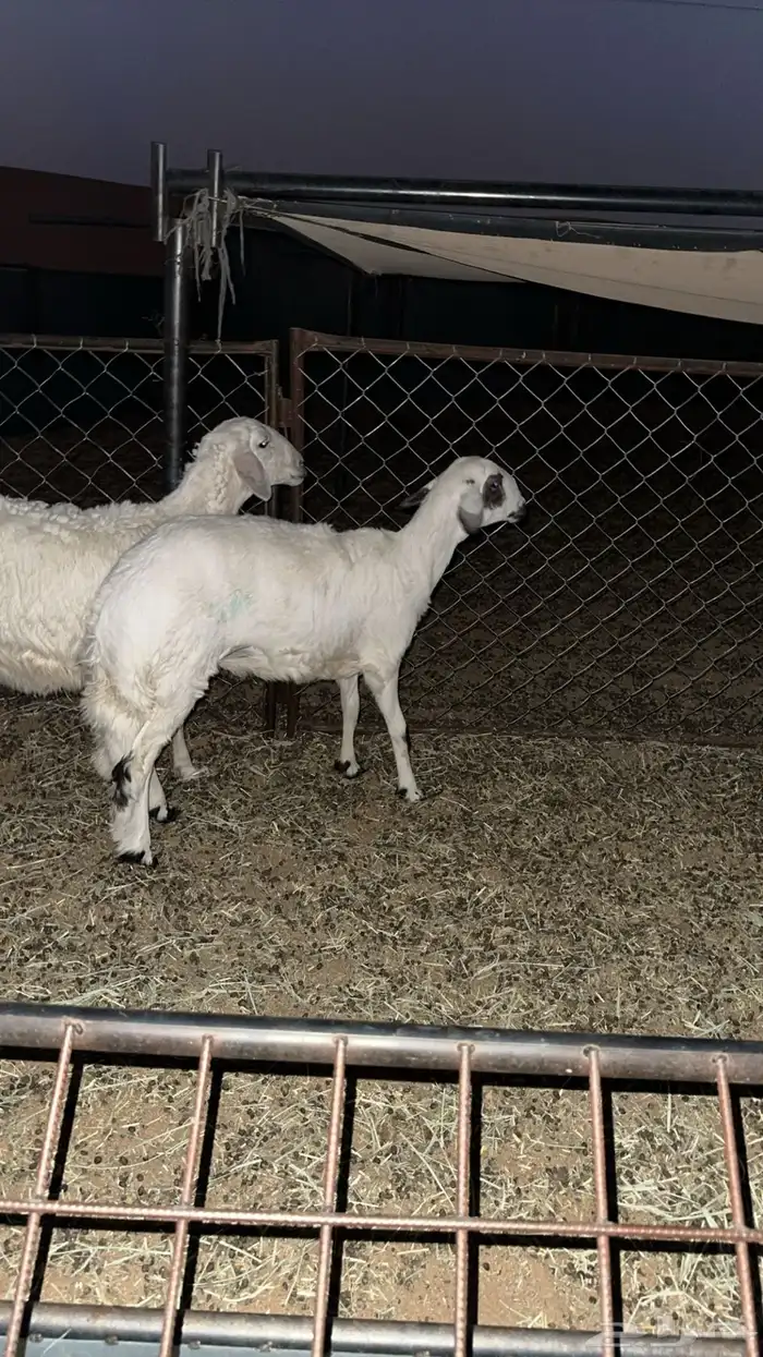 رخال طيبه مقنوي 4