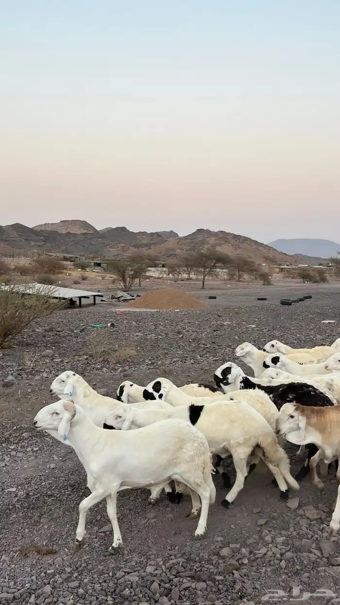 طليان سواكن شبيه الحرب مرابى جادعان مرابى 0