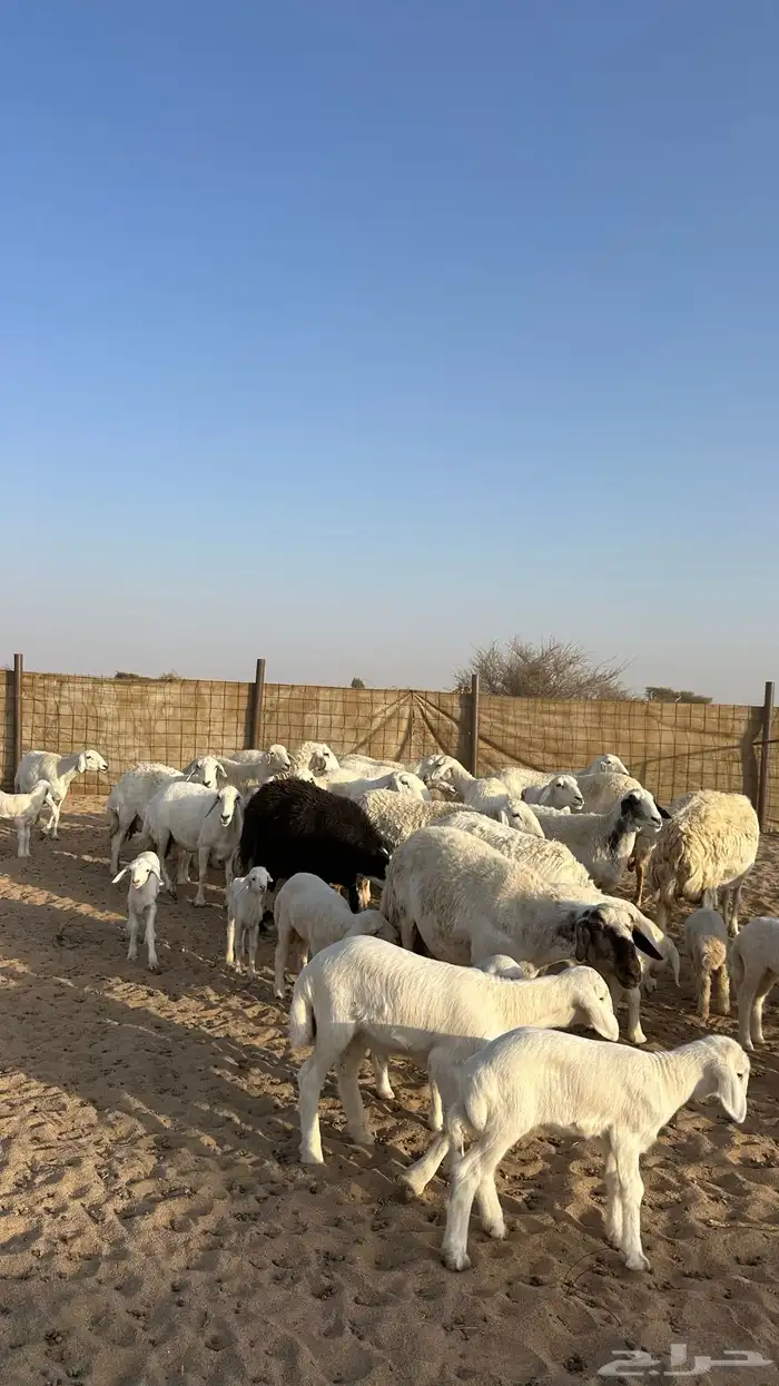 غنم متابيع 20 يتبعها 20 3