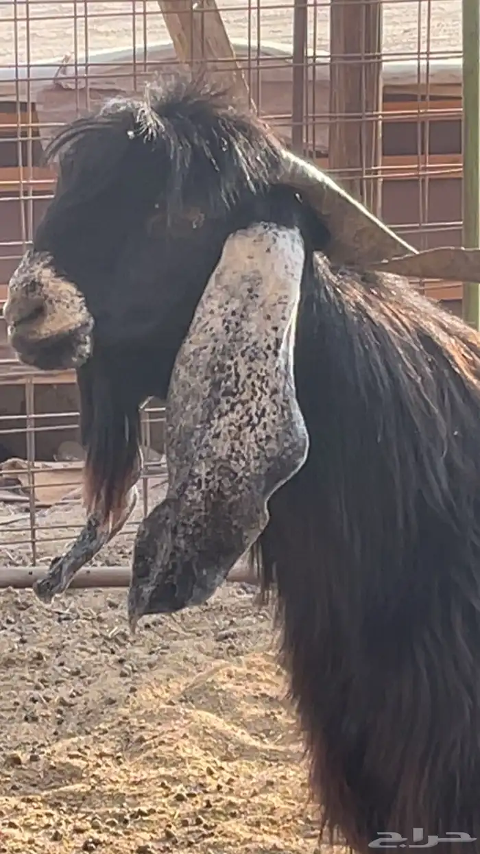 فحل عارضي رباع 4