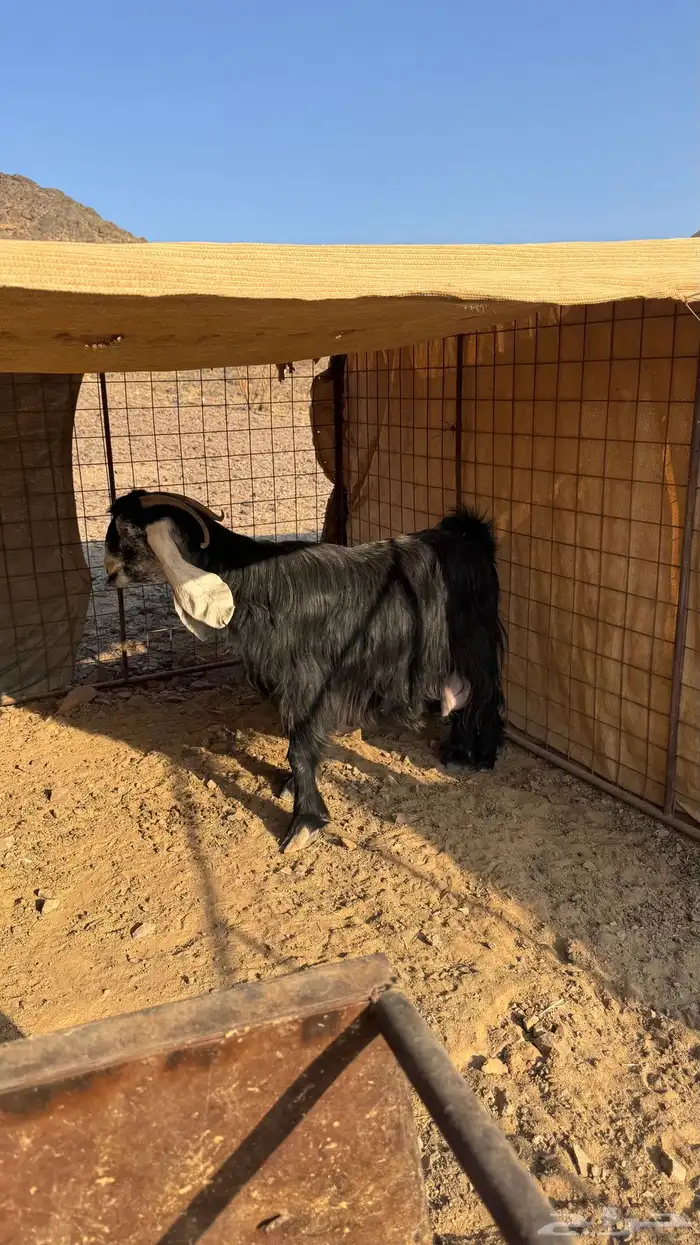 عنز عارضيه طيبة 2