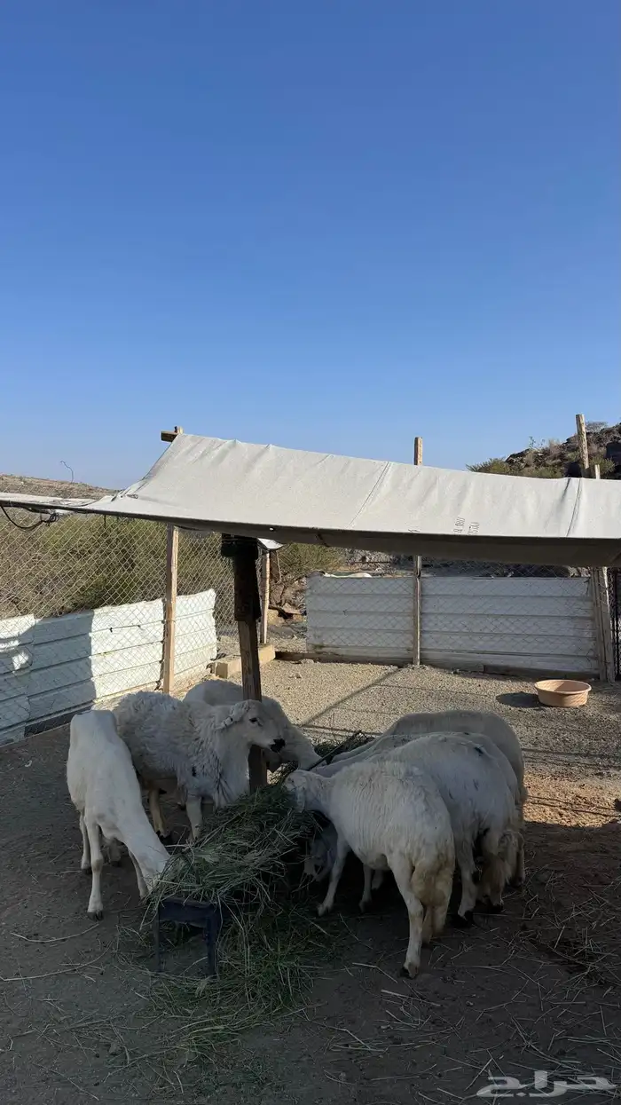 ضان مقاني بالفحل 3