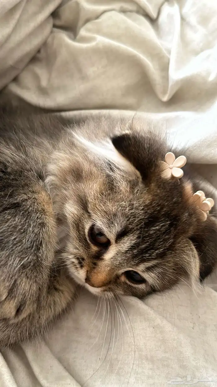 قطط سكوتش للبيع 0