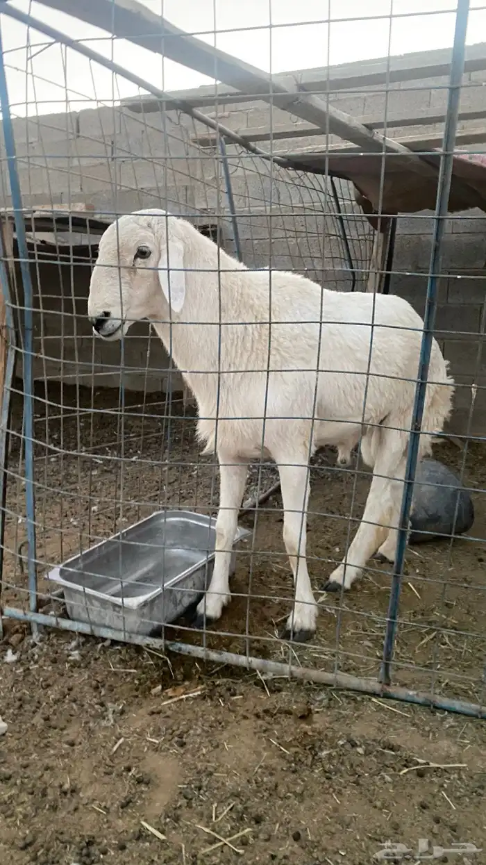 خروف حري فحل ثني او بداية رباع شرط 8